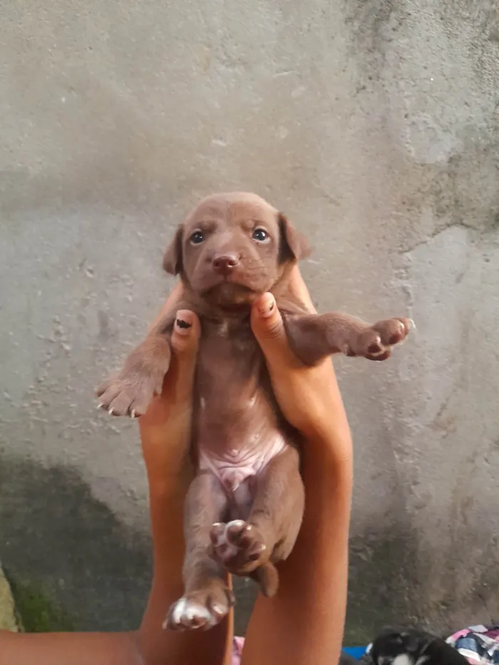 Cachorro ra a SRD-ViraLata idade Abaixo de 2 meses nome Sem nomes.