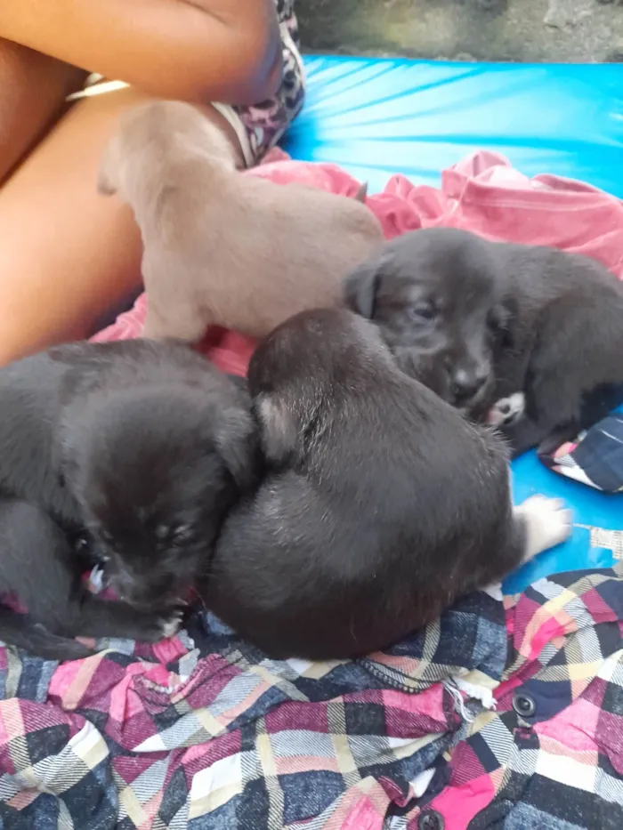 Cachorro ra a SRD-ViraLata idade Abaixo de 2 meses nome Sem nomes.