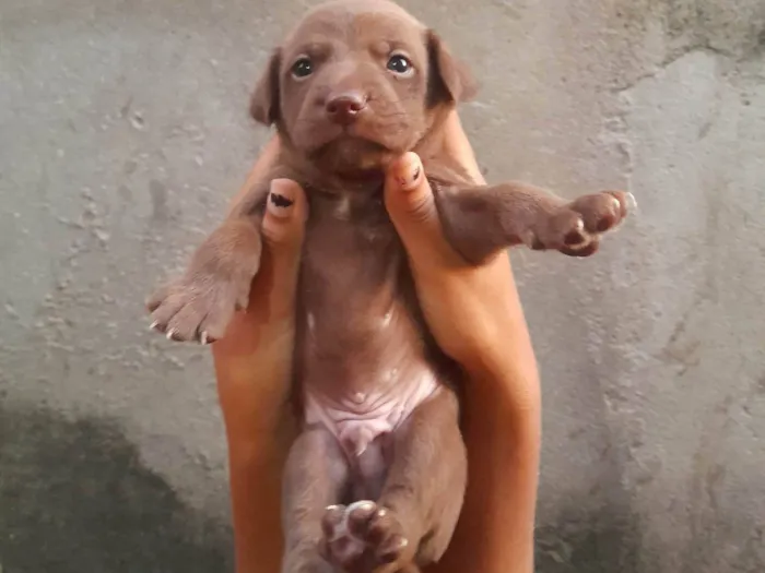Cachorro ra a SRD-ViraLata idade Abaixo de 2 meses nome Sem nomes.