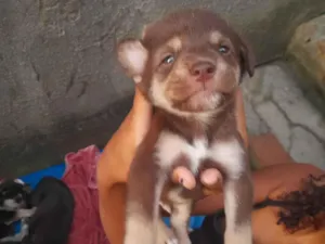 Cachorro raça SRD-ViraLata idade Abaixo de 2 meses nome Sem nomes.