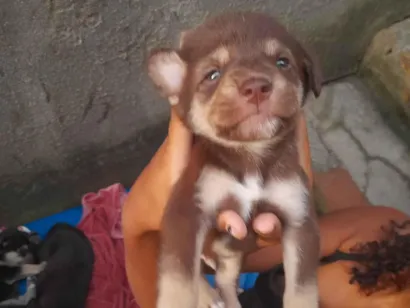 Cachorro raça SRD-ViraLata idade Abaixo de 2 meses nome Sem nomes.