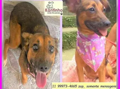 Cachorro raça SRD-ViraLata idade 2 anos nome Mocinha