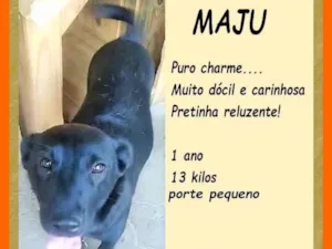 Cachorro raça SRD-ViraLata idade 1 ano nome Maju
