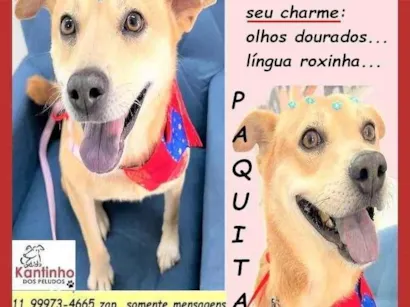 Cachorro raça SRD-ViraLata idade 3 anos nome Paquita