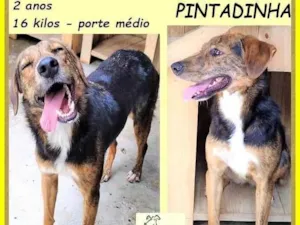 Cachorro raça SRD-ViraLata idade 2 anos nome Pintadinha