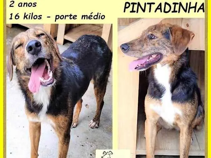 Cachorro ra a SRD-ViraLata idade 2 anos nome Pintadinha