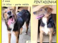 Pintadinha