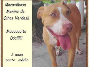 Cachorro raça SRD-ViraLata idade 2 anos nome Mel