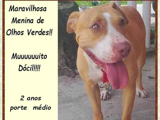 Cachorro ra a SRD-ViraLata idade 2 anos nome Mel
