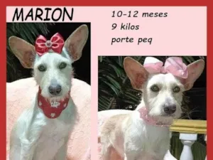 Cachorro raça SRD-ViraLata idade 7 a 11 meses nome Marion