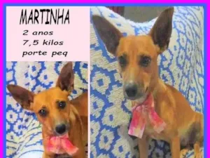 Cachorro raça SRD-ViraLata idade 2 anos nome Martinha