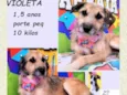 Violeta