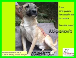 Cachorro raça SRD-ViraLata idade 1 ano nome Domênico