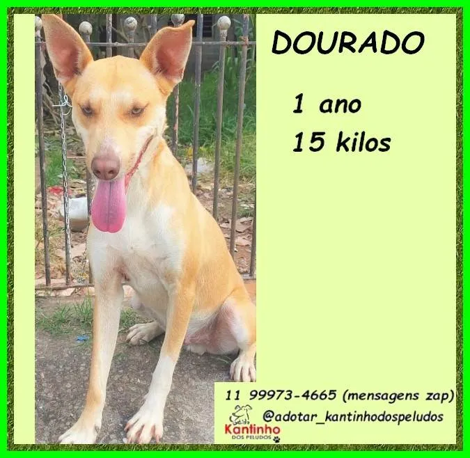 Cachorro ra a SRD-ViraLata idade 1 ano nome Dourado
