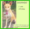 Dourado