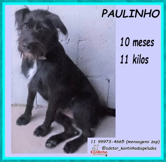Cachorro ra a SRD-ViraLata idade 7 a 11 meses nome Paulinho