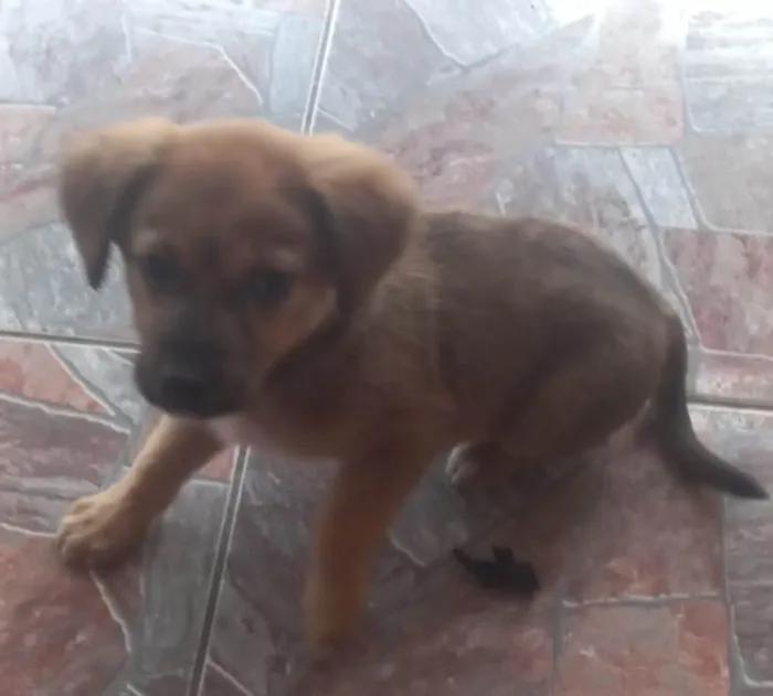 Cachorro ra a SRD-ViraLata idade 2 a 6 meses nome Sem nome