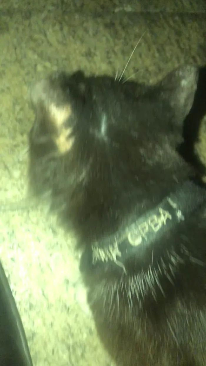 Gato ra a Exótico idade 2 a 6 meses nome Fiona Cpba
