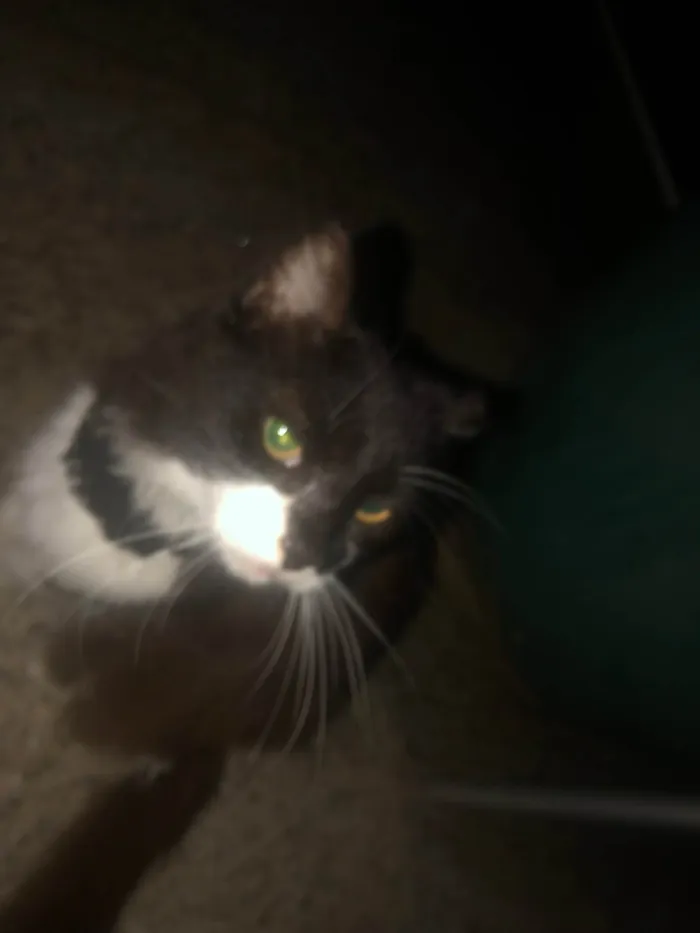 Gato ra a Exótico idade 2 a 6 meses nome Fiona Cpba