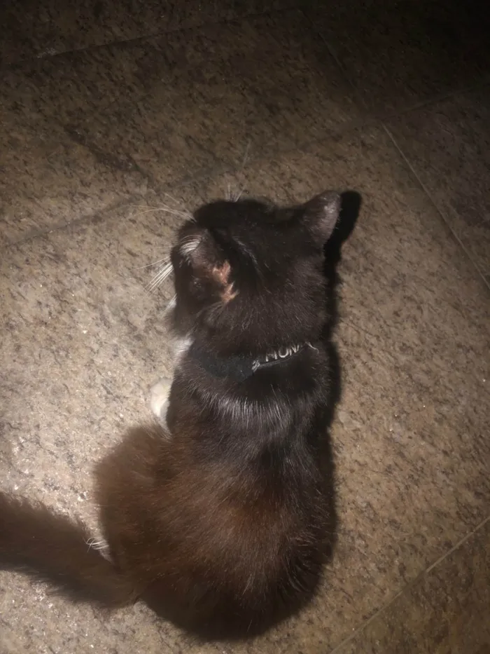 Gato ra a Exótico idade 2 a 6 meses nome Fiona Cpba