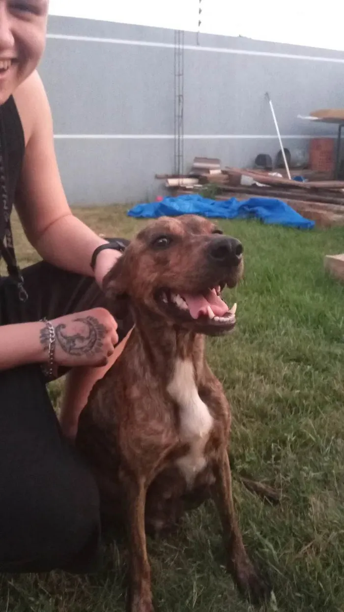 Cachorro ra a SRD-ViraLata idade 2 anos nome PANDORA 