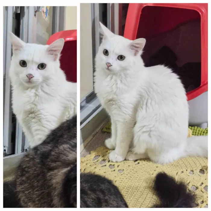 Gato ra a SRD-ViraLata idade 2 a 6 meses nome Marie