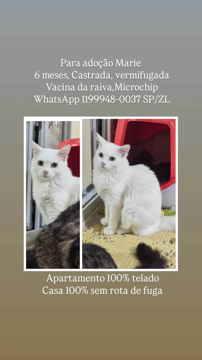 Gato ra a SRD-ViraLata idade 2 a 6 meses nome Marie