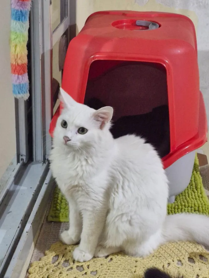 Gato ra a SRD-ViraLata idade 2 a 6 meses nome Marie