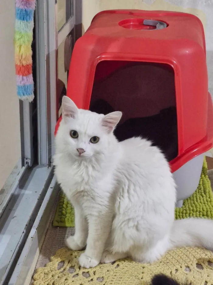 Gato ra a SRD-ViraLata idade 2 a 6 meses nome Marie