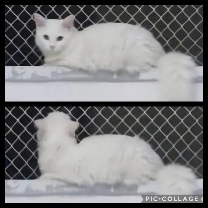 Gato ra a SRD-ViraLata idade 2 a 6 meses nome Marie