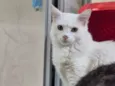 Marie