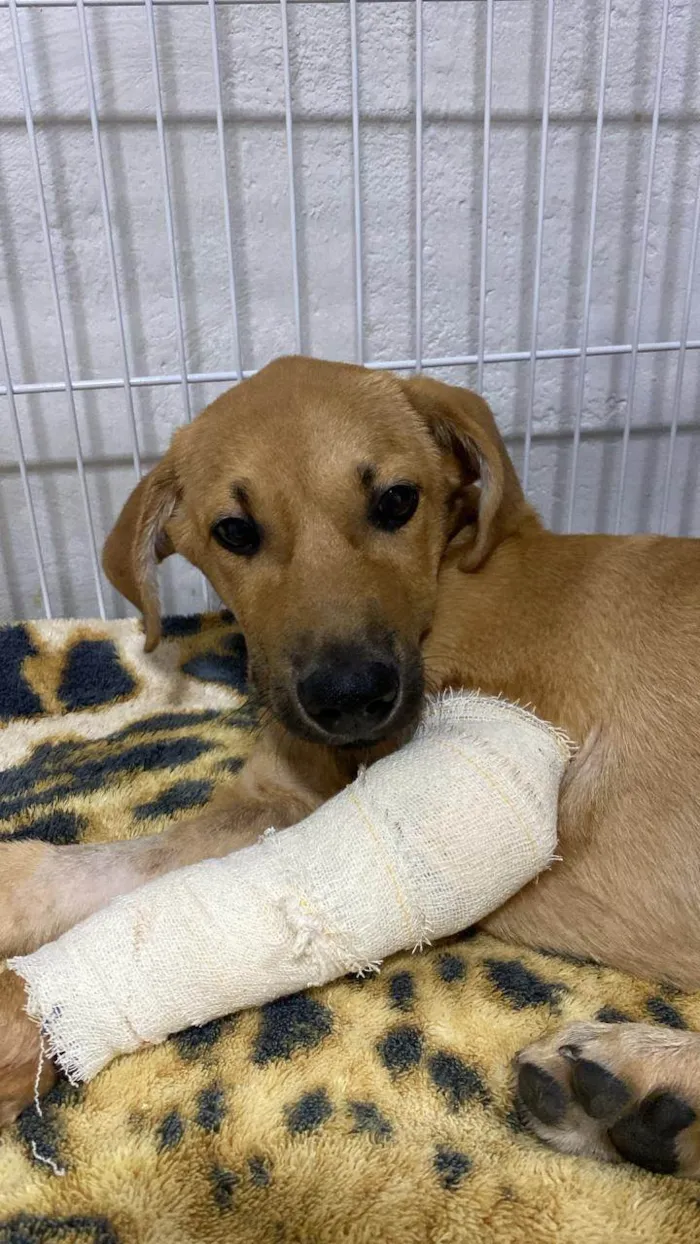 Cachorro ra a SRD-ViraLata idade 2 a 6 meses nome Thor