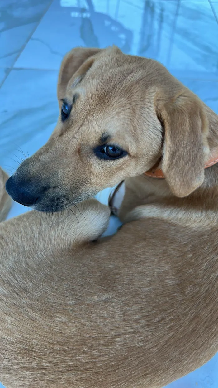 Cachorro ra a SRD-ViraLata idade 2 a 6 meses nome Thor
