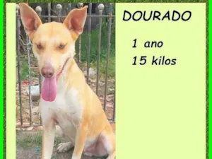 Cachorro raça SRD-ViraLata idade 1 ano nome Dourado