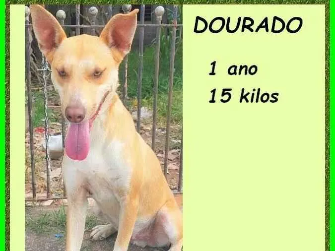 Cachorro ra a SRD-ViraLata idade 1 ano nome Dourado