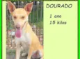 Dourado