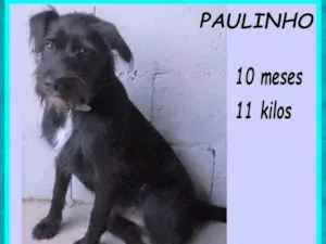Cachorro raça SRD-ViraLata idade 7 a 11 meses nome Paulinho