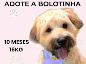 Cachorro raça SRD-ViraLata idade 7 a 11 meses nome Bolotinha