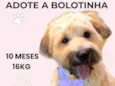 Bolotinha