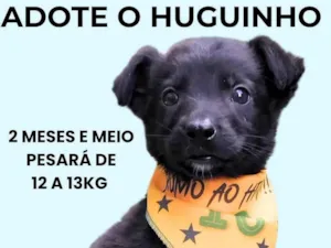 Cachorro raça SRD-ViraLata idade 2 a 6 meses nome Huguinho