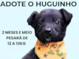 Huguinho