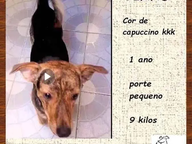 Cachorro ra a SRD-ViraLata idade 1 ano nome Binho
