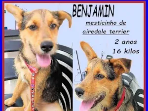 Cachorro raça SRD-ViraLata idade 2 anos nome Benjamin