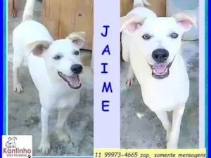 Cachorro raça SRD-ViraLata idade 7 a 11 meses nome Jaime