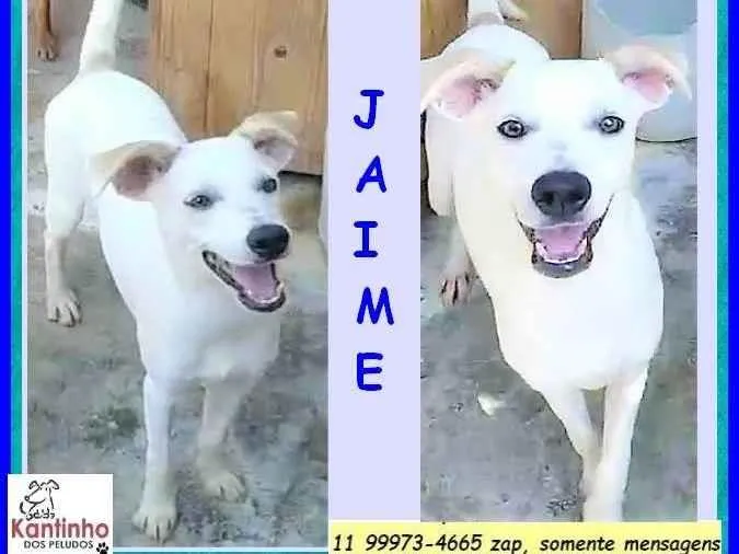Cachorro ra a SRD-ViraLata idade 7 a 11 meses nome Jaime