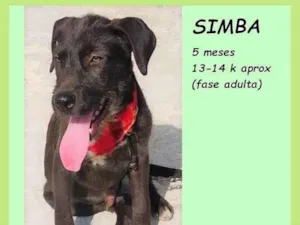 Cachorro raça SRD-ViraLata idade 2 a 6 meses nome Simba