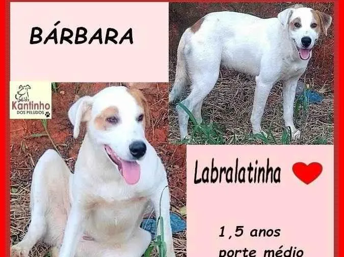 Cachorro ra a SRD-ViraLata idade 1 ano nome Barbara