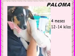 Cachorro raça SRD-ViraLata idade 2 a 6 meses nome Paloma