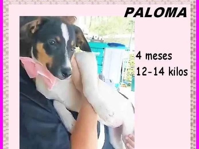 Cachorro ra a SRD-ViraLata idade 2 a 6 meses nome Paloma