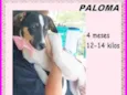 Paloma